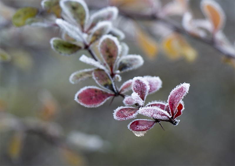 0001 Blatt SAM_5372 Kopie.jpg